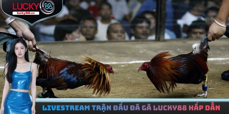 Livestream trận đấu đá gà LUCKY88 hấp dẫn